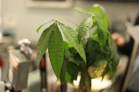 money tree white spots on leaves|money plant leaves drooping.